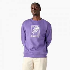 Purple Men's Dickies Garden Plain Graphic Sweatshirt | YHM425907